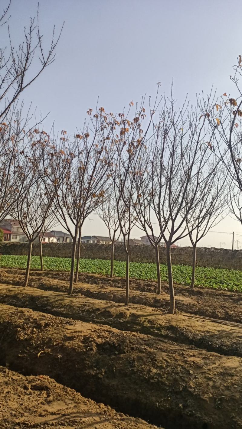樱花，分枝好，树型茂盛土质纯黑土，指哪株，挖哪株。树型优