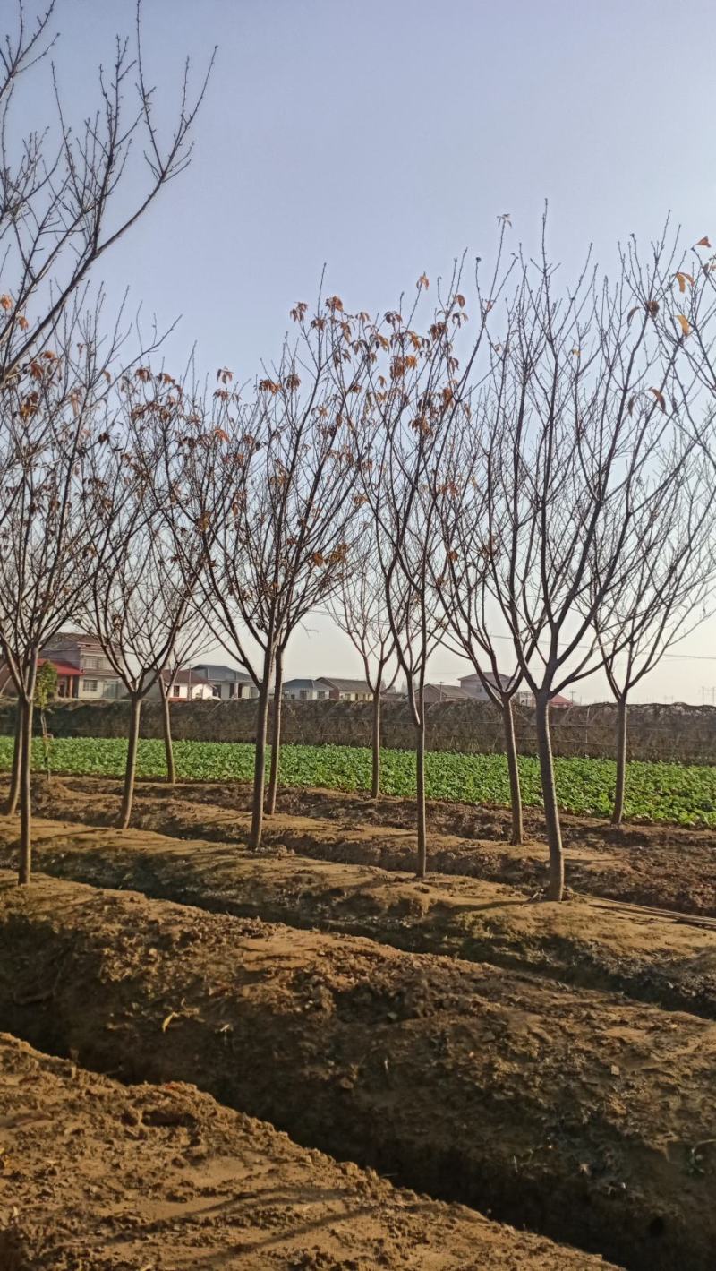樱花，分枝好，树型茂盛土质纯黑土，指哪株，挖哪株。树型优