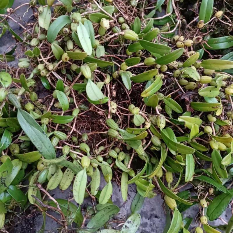 石橄榄小果