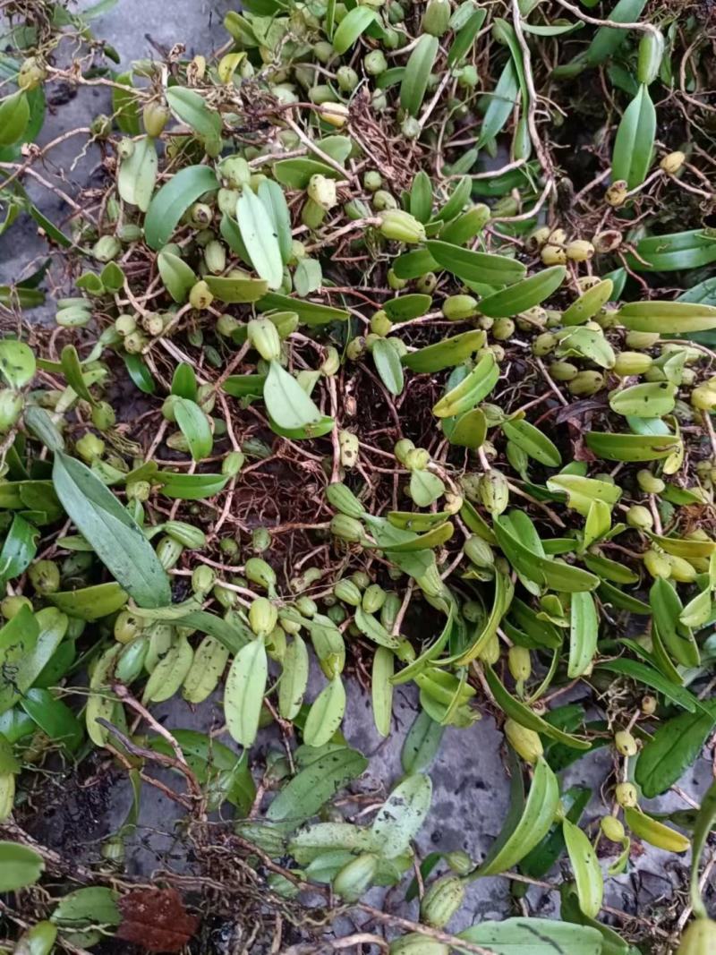 石橄榄小果