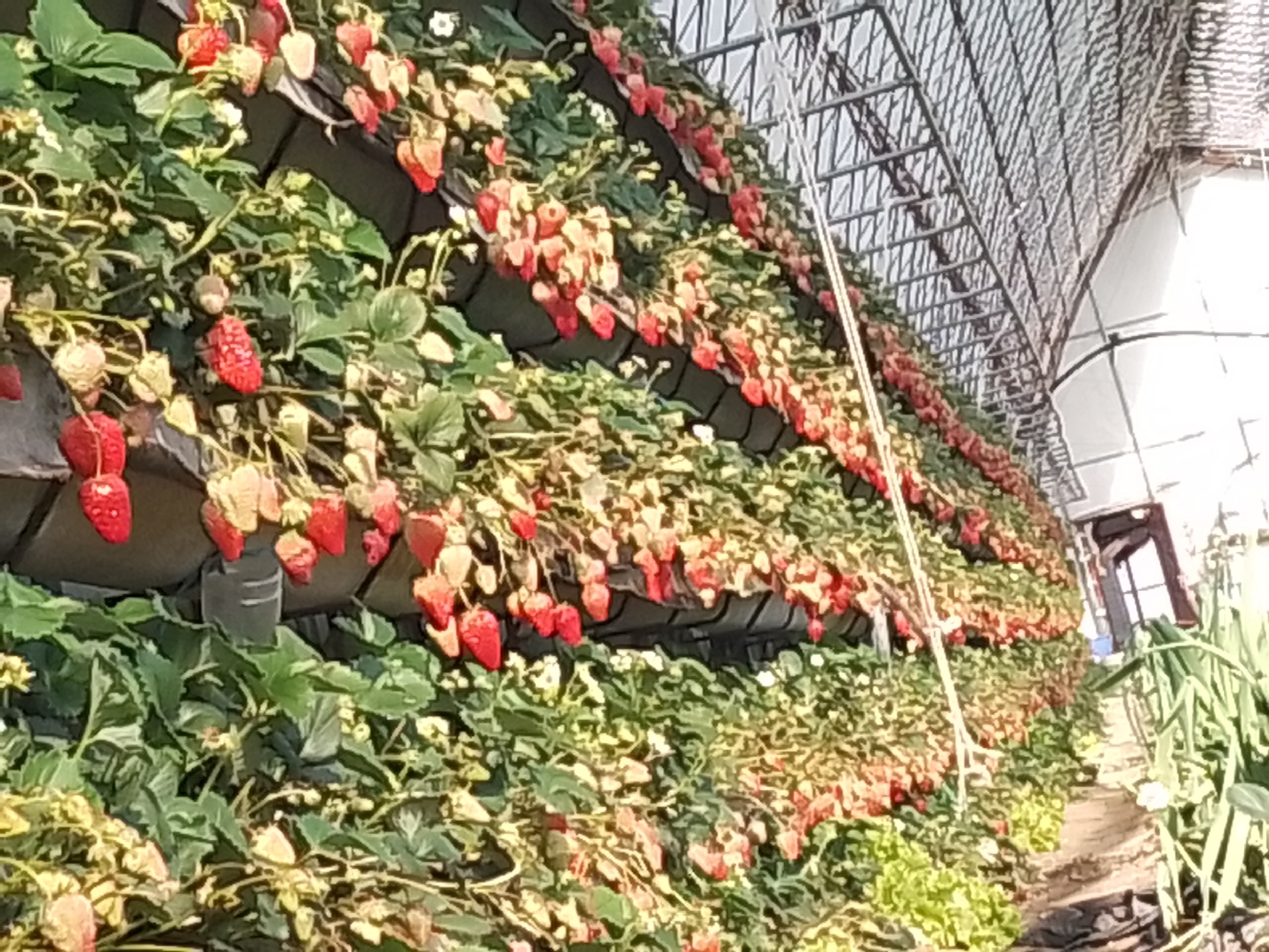 红颜草莓田间种植图