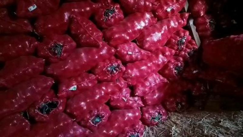 紫皮洋葱基地供应量大质优价格优惠欢迎咨询采购