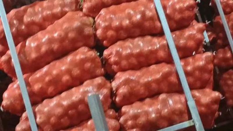 紫皮洋葱基地供应量大质优价格优惠欢迎咨询采购