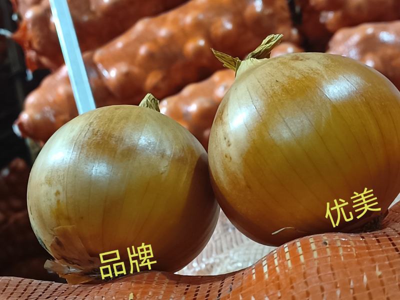 紫皮洋葱基地供应量大质优价格优惠欢迎咨询采购