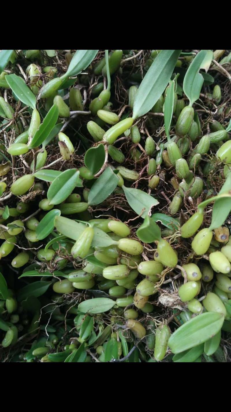 石橄榄小果