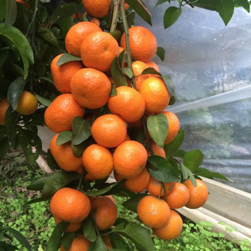 沙糖桔，规格3.8-5.5，中等货，A货