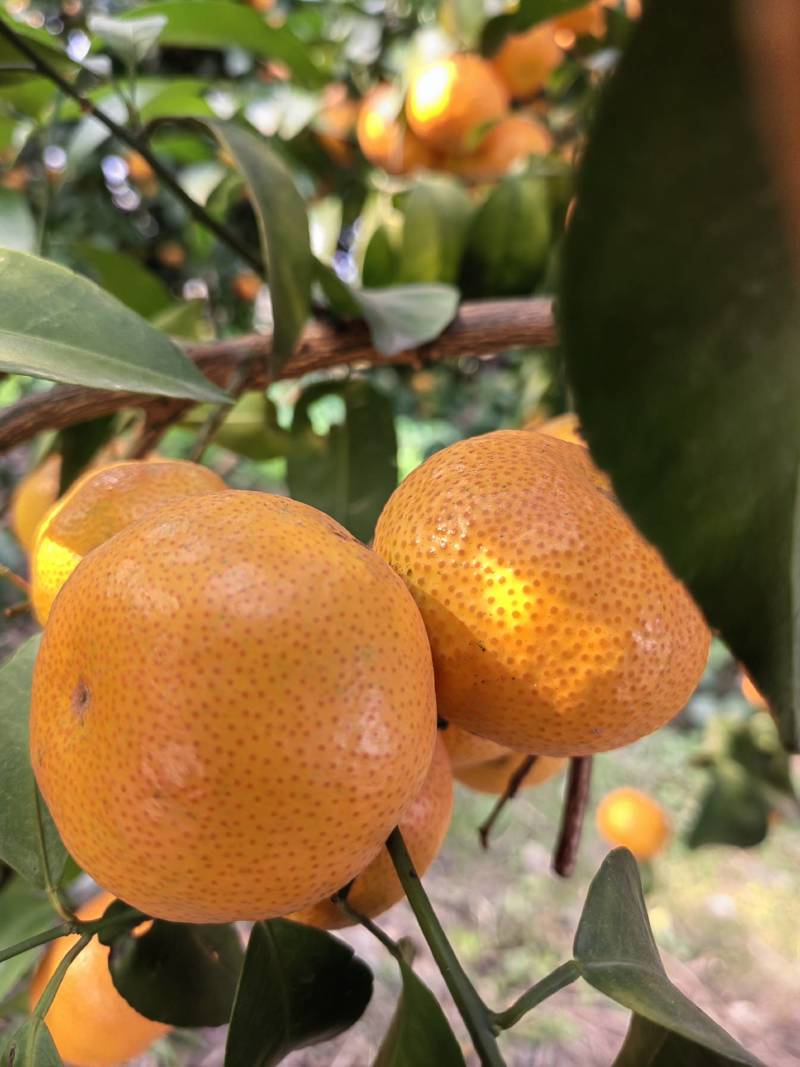 沙糖桔，规格3.8-5.5，中等货，A货