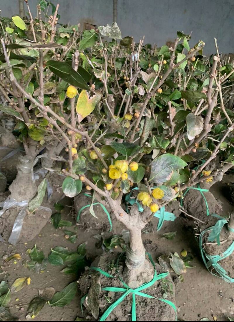 素心腊梅老桩盆景都是带花发货每一棵都是小精品带土球打包