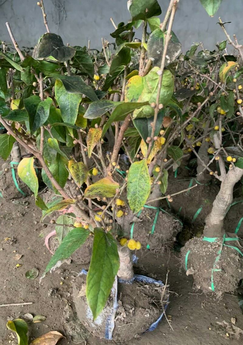 素心腊梅老桩盆景都是带花发货每一棵都是小精品带土球打包