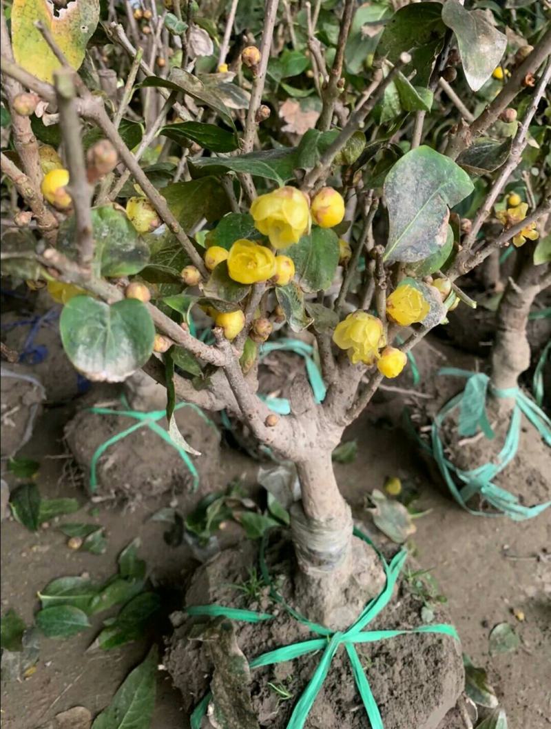 素心腊梅老桩盆景都是带花发货每一棵都是小精品带土球打包