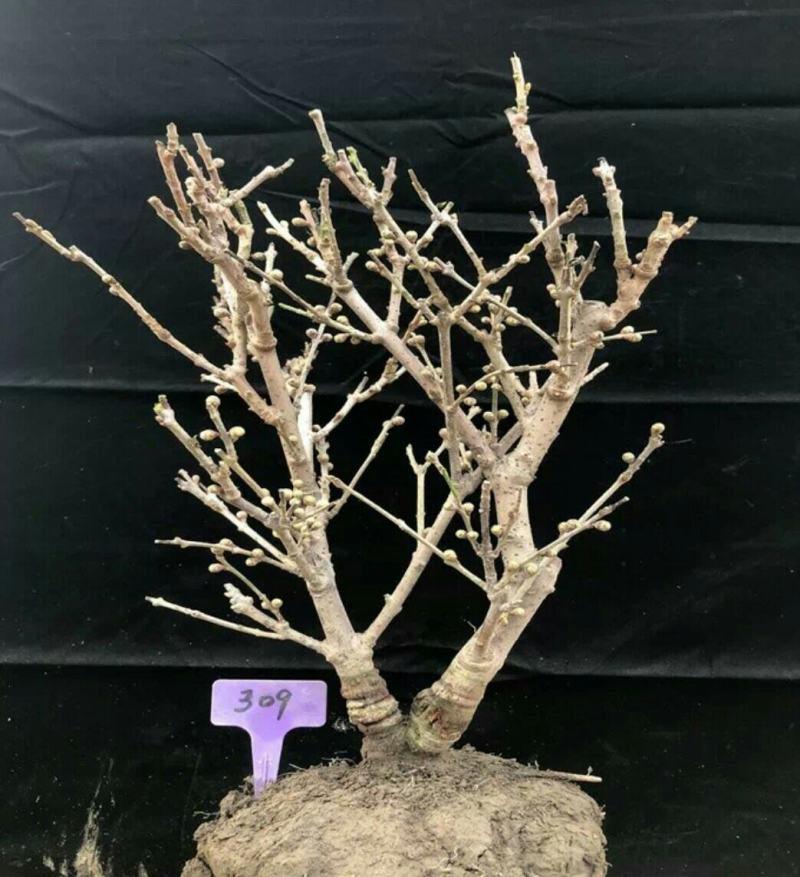 精品老桩带大龟素心腊梅70-75cm高满满花苞特价