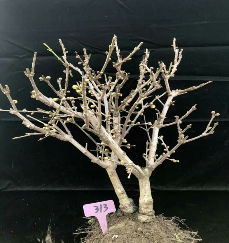 精品老桩带大龟素心腊梅70-75cm高满满花苞特价