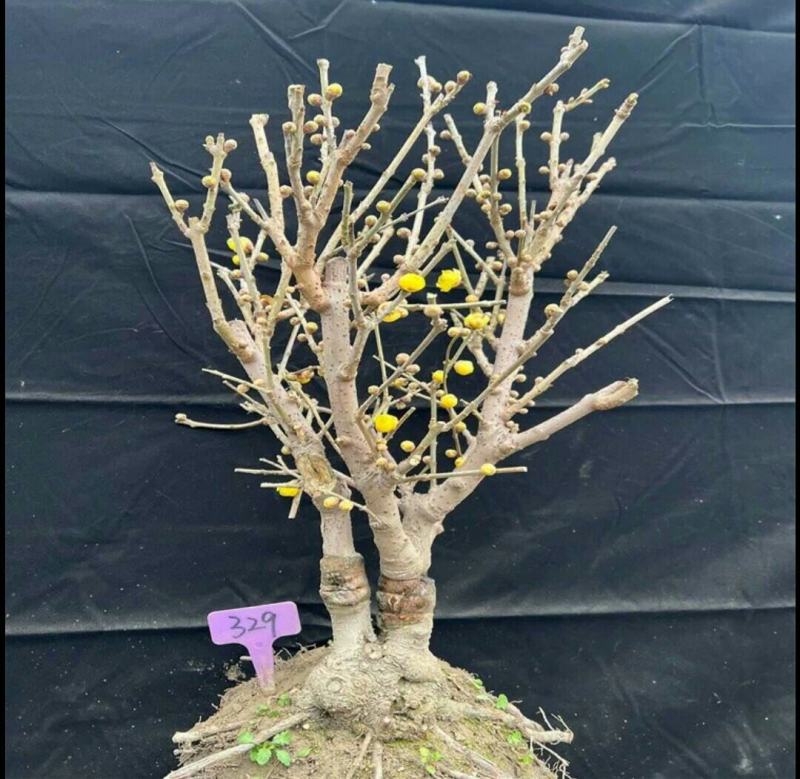 精品老桩带大龟素心腊梅70-75cm高满满花苞特价
