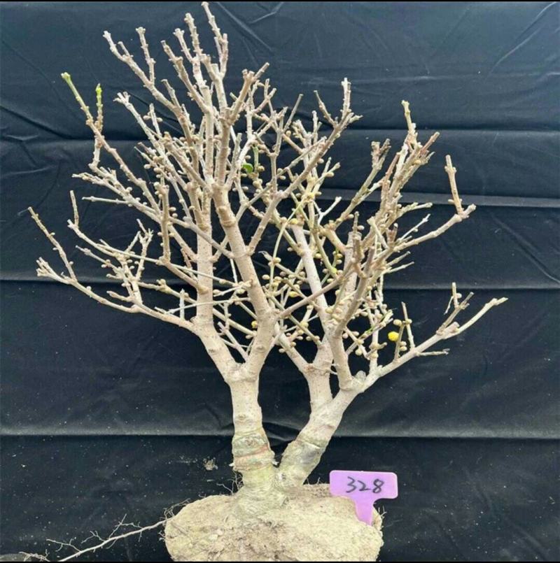 精品老桩带大龟素心腊梅70-75cm高满满花苞特价