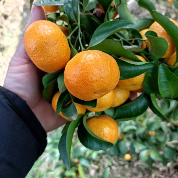 沙糖桔