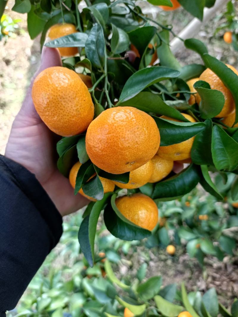 沙糖桔