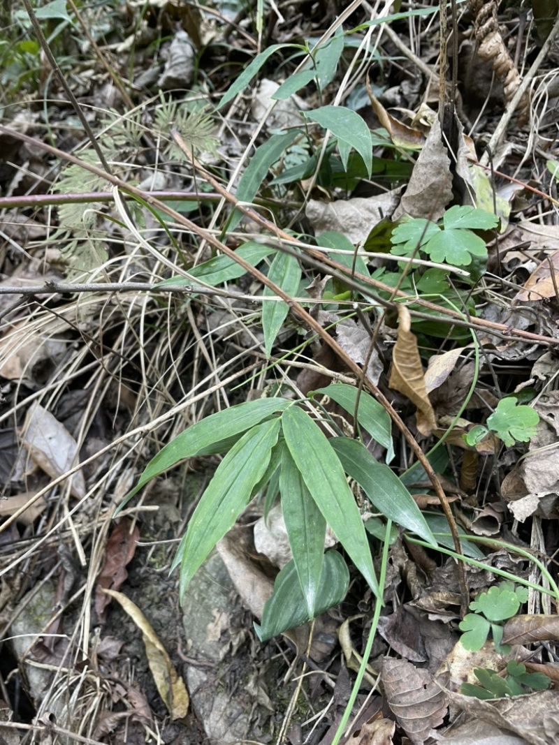 野生黄精苗子林下适合大量种