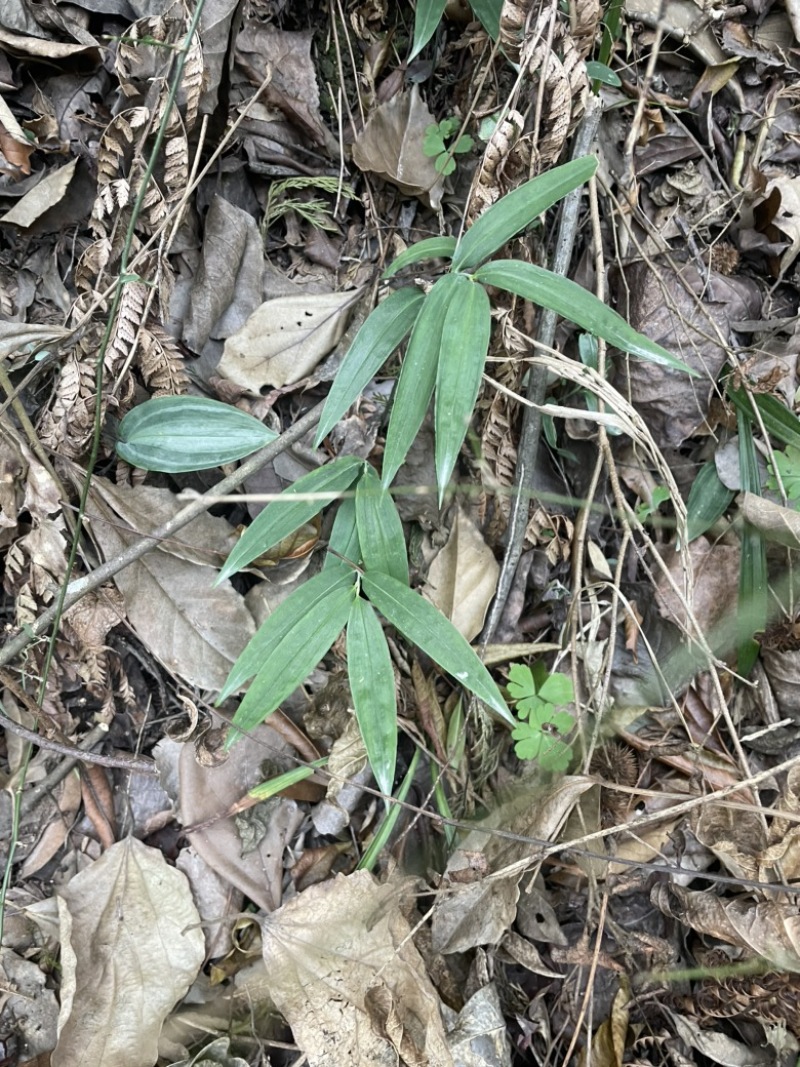野生黄精苗子林下适合大量种