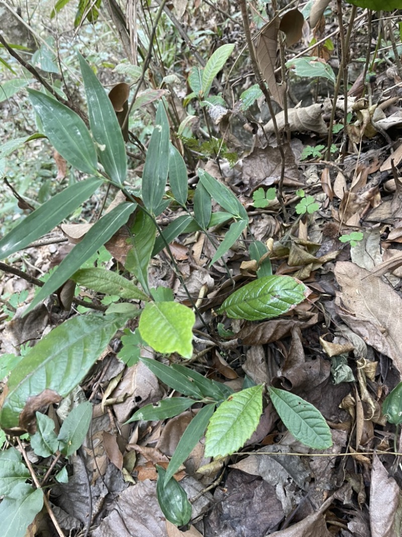 野生黄精苗子林下适合大量种