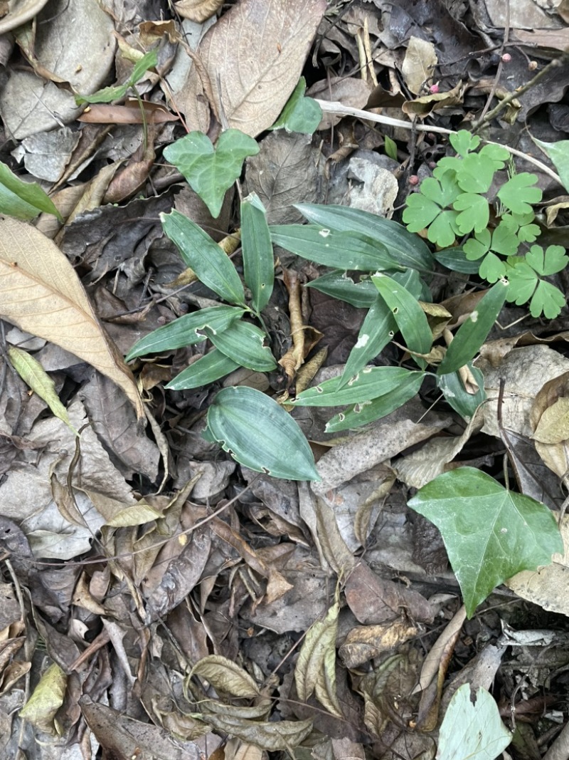 野生黄精苗子林下适合大量种