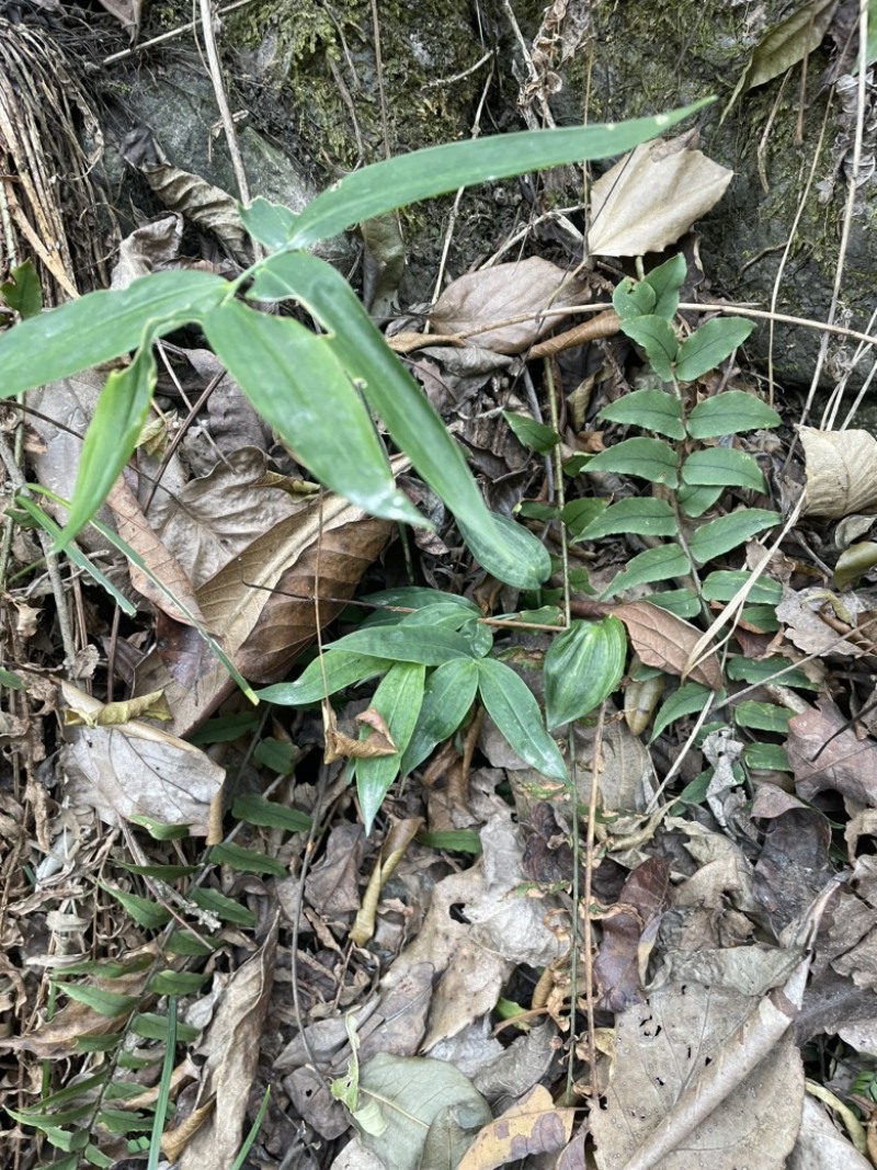 野生黄精苗子林下适合大量种