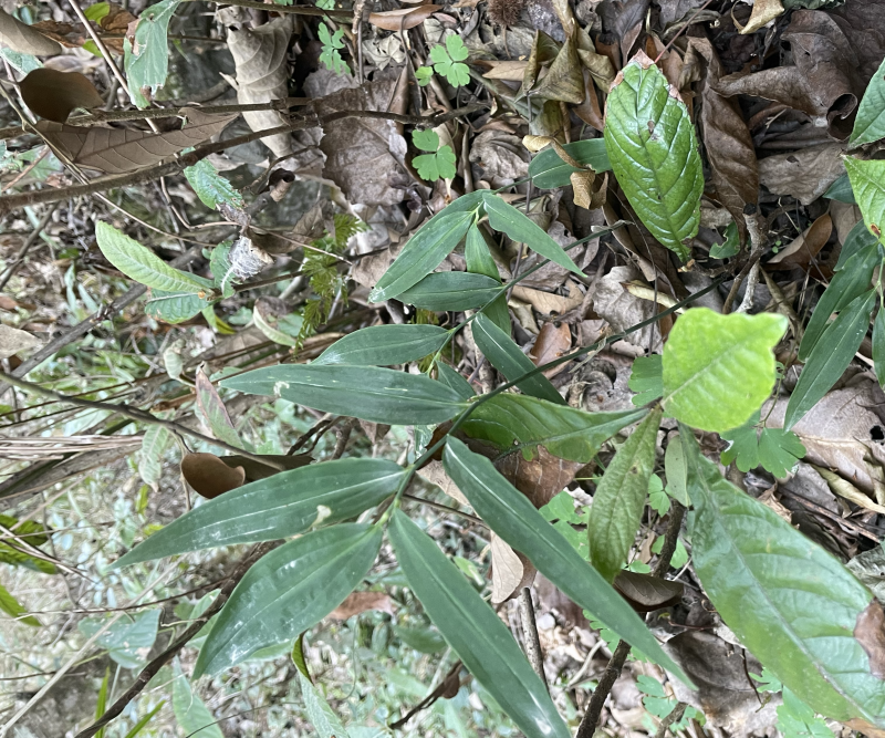 野生黄精苗子林下适合大量种