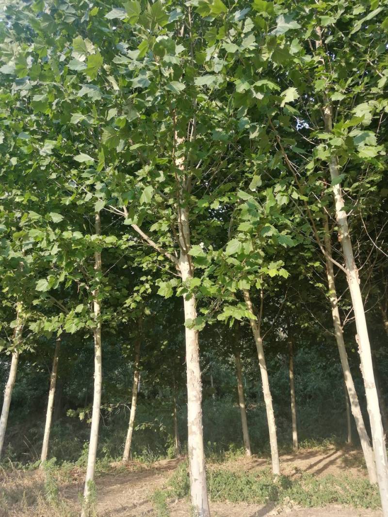 法桐各种规格全部都有，自己家种植出售