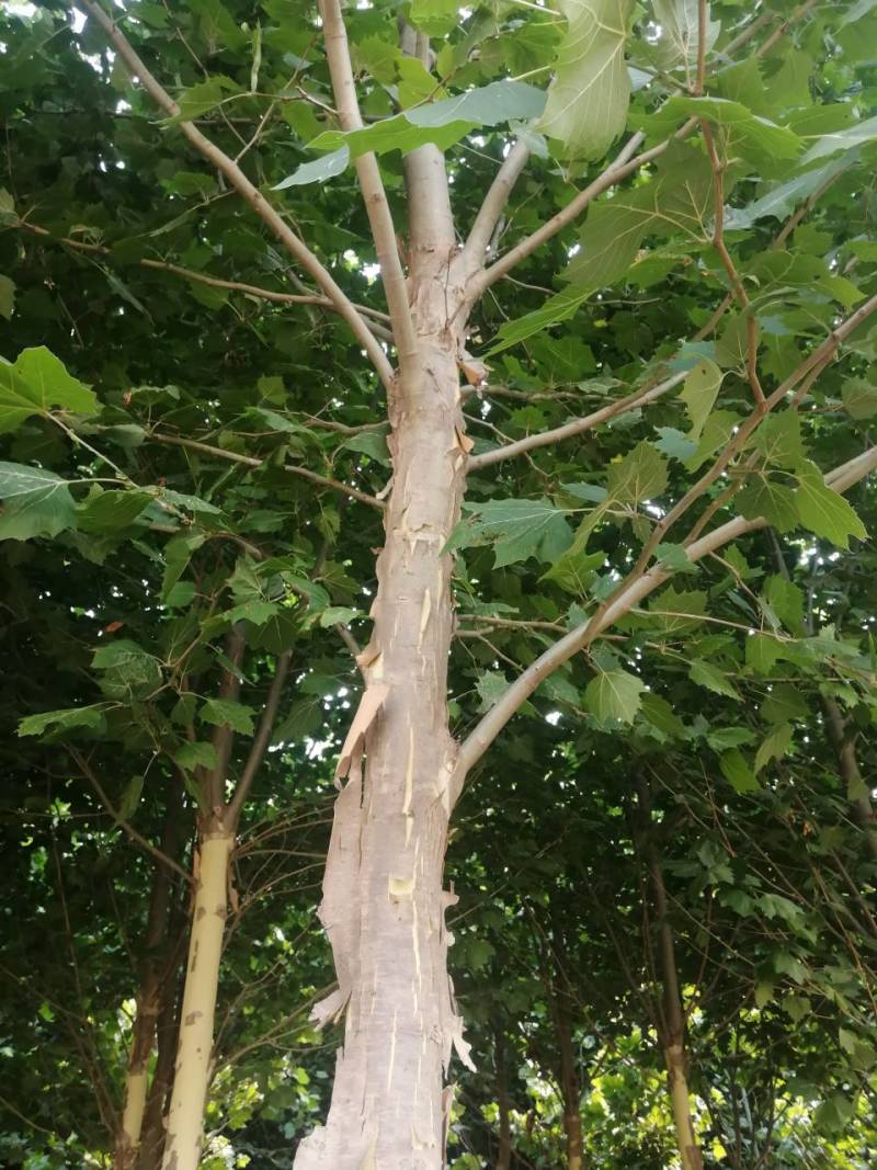 法桐各种规格全部都有，自己家种植出售