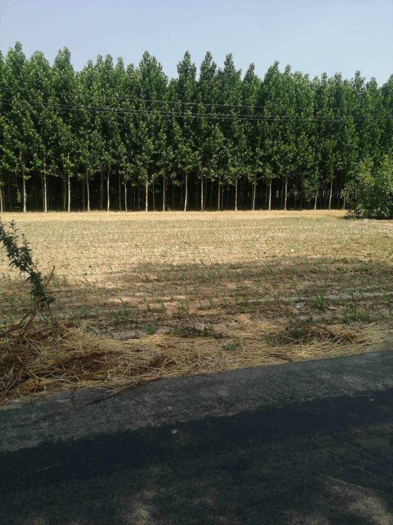 法桐各种规格全部都有，自己家种植出售