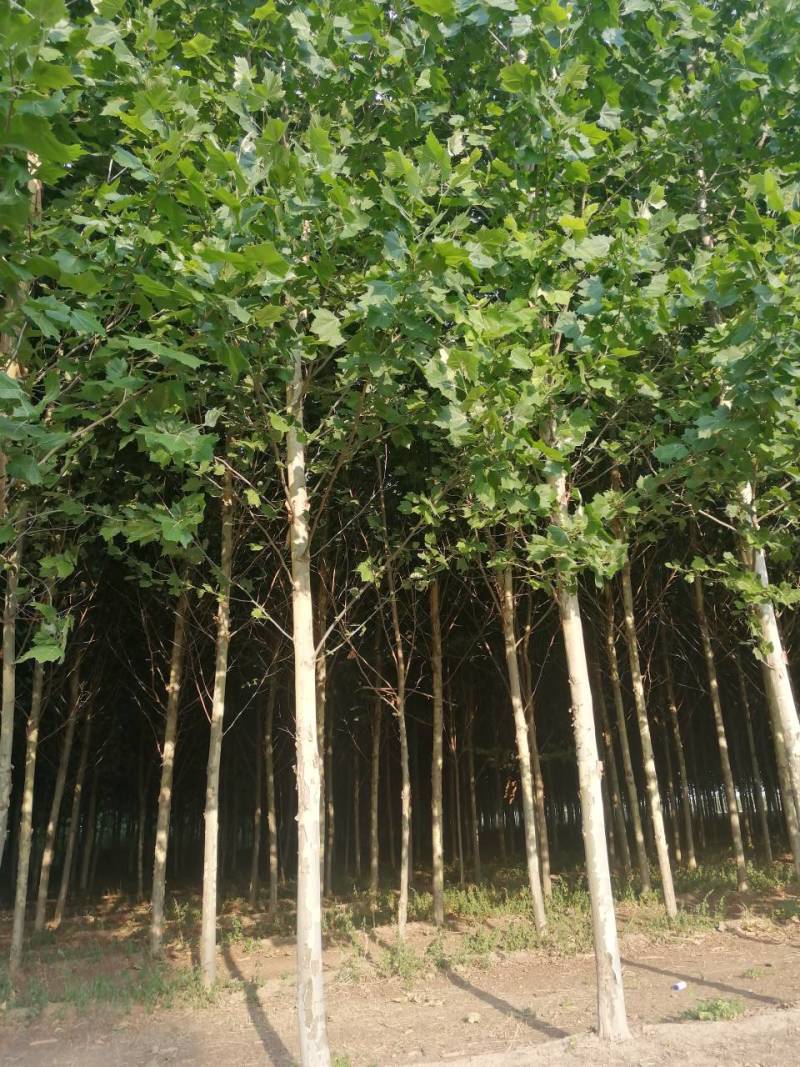 法桐各种规格全部都有，自己家种植出售