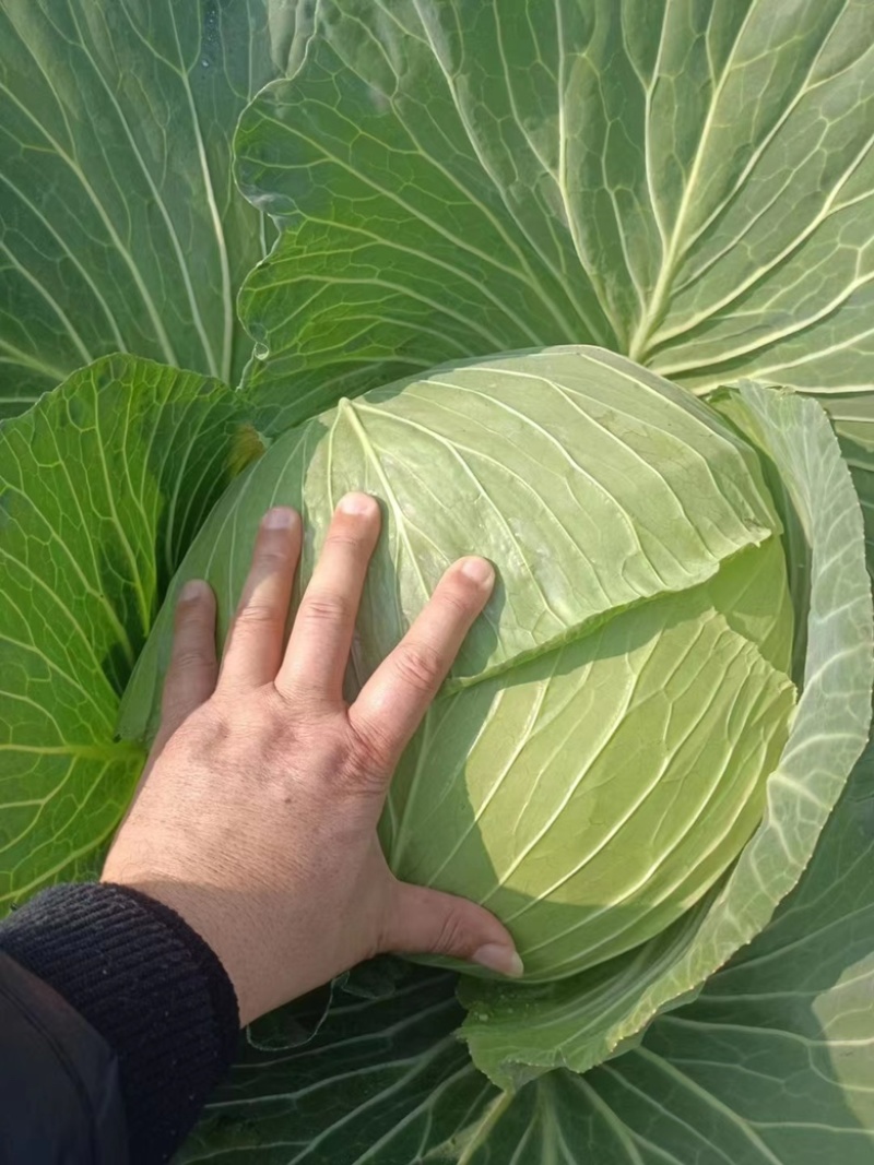 四川甘蓝，精品包菜产地直发一手货源质量保证可视频看货