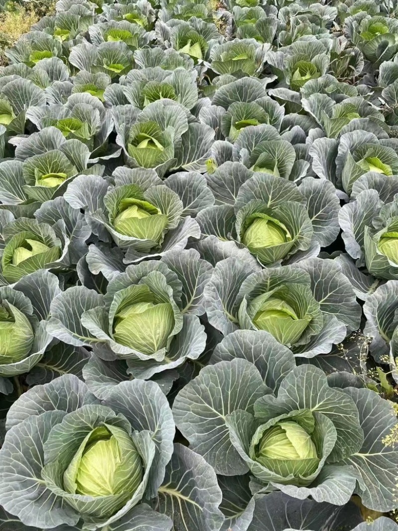 四川甘蓝，精品包菜产地直发一手货源质量保证可视频看货