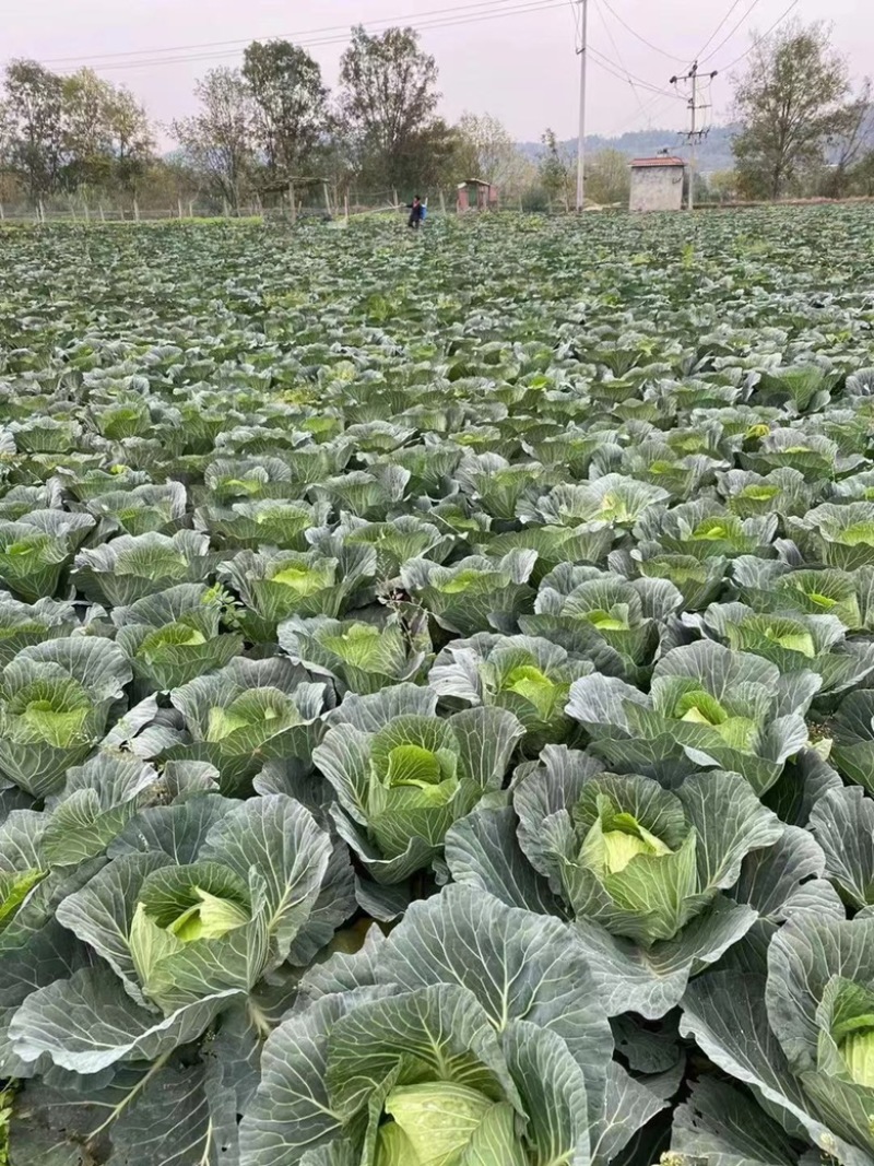 四川甘蓝，精品包菜产地直发一手货源质量保证可视频看货