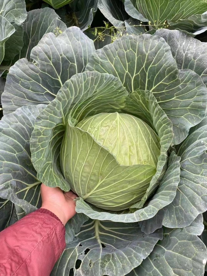 四川甘蓝，精品包菜产地直发一手货源质量保证可视频看货