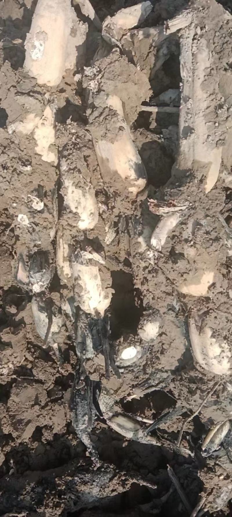 【推荐】精品鄂莲6号现挖现发产地直发品质上乘价格优惠