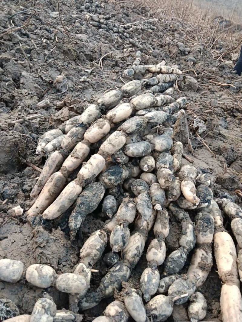 【推荐】精品鄂莲6号现挖现发产地直发品质上乘价格优惠