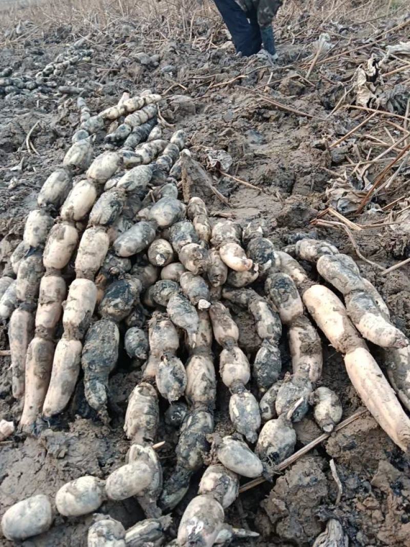 【实力推荐】优质鄂莲6号现挖现发精品莲藕整车配运发货