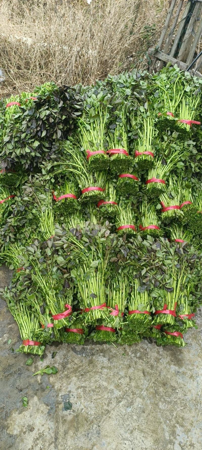 西洋菜吃菜，西洋菜种苗等等