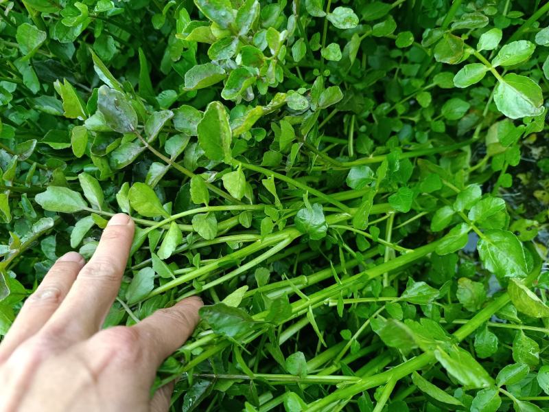 西洋菜吃菜，西洋菜种苗等等