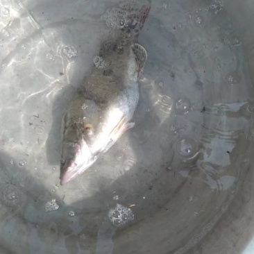 鳜鱼