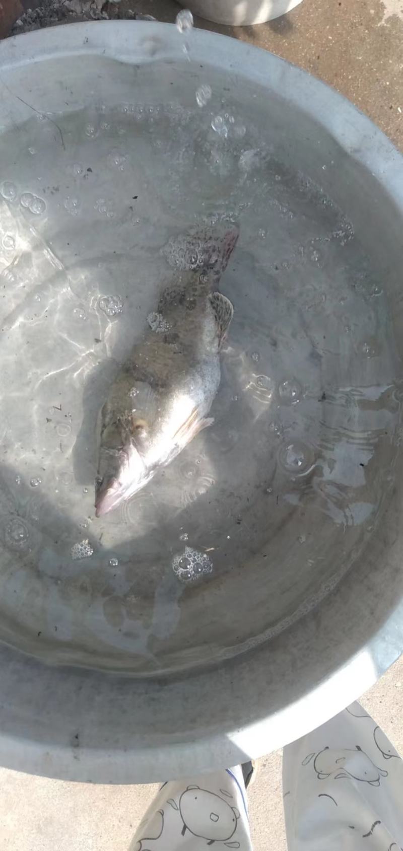 鳜鱼