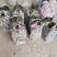 菜苔湖北红菜苔江夏基地直发大量有货欢迎新老客户咨询