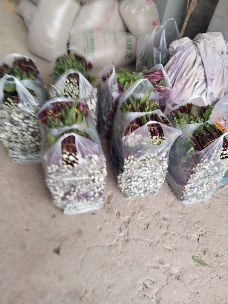 菜苔湖北红菜苔江夏基地直发大量有货欢迎新老客户咨询