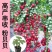 【精品】粉贝贝圣女果大量上市产地供货专业代办欢迎来电