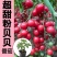 【精品】粉贝贝圣女果大量上市产地供货专业代办欢迎来电