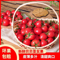 【精品】粉贝贝圣女果大量上市产地供货专业代办欢迎来电