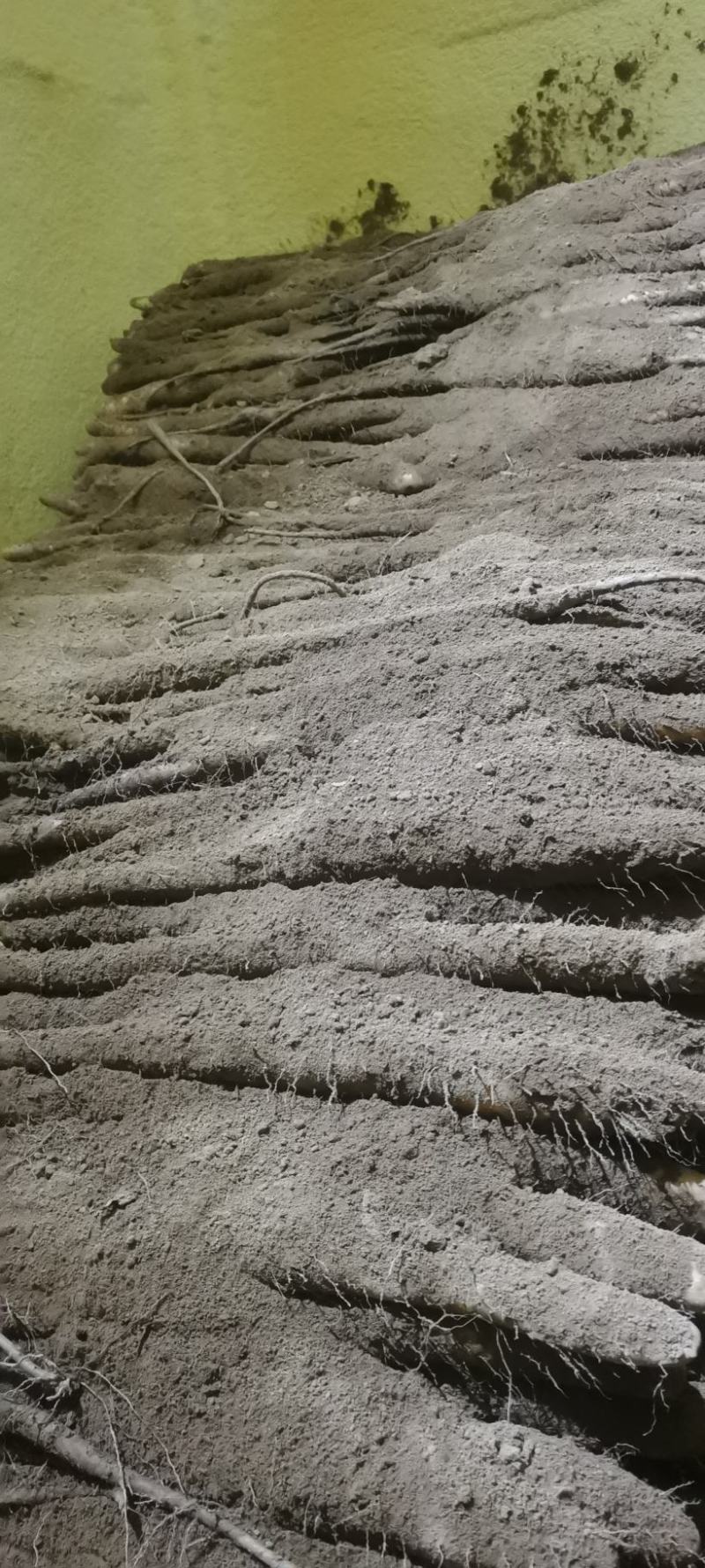 推荐热销精品白玉山药
