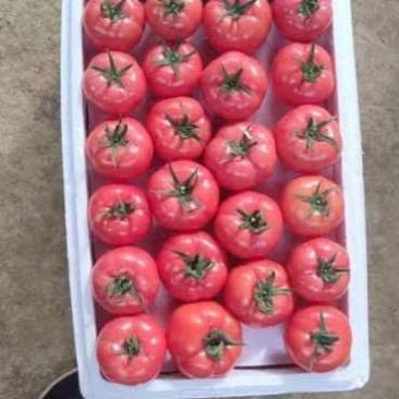金明大棚蔬菜代收