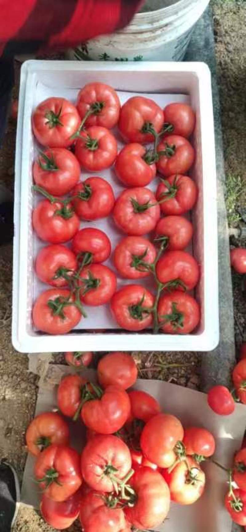 金明大棚蔬菜代收