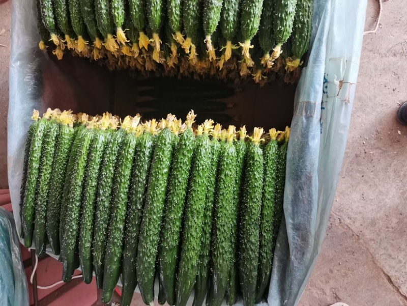 密刺油亮黄瓜大量上市专业代办全国发货可视频看